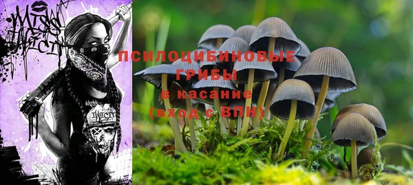 PSILOCYBIN Алзамай
