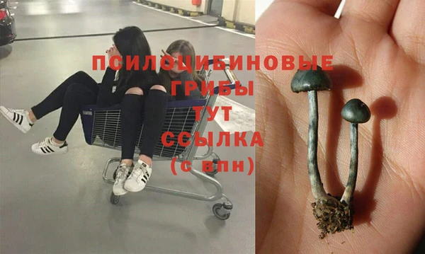 PSILOCYBIN Алзамай